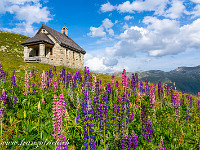 Kapelle und Lupinenfeld beim Tiefenbach, Furkapass. : Grimsel-Gletsch-Furka