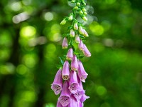 Farbtupfer im Dschungelgrün. : Saint-Jean Saverne