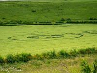 Frau Klinkenbergh (eine ausgewanderte Dänin), deren Lebenswerk die Ausstellung ist, erzählt mir, dass der Kornkreis vom 15. Mai bei Warminster immer noch gut im Schuss sei. Zudem habe der Farmer die Bewilligung erteilt, den Kornkreis zu betreten, aber es wird eine Spende von £ 10 erwartet, was ich natürlich gerne mache. : Kornkreis Warminster Wiltshire