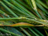 Die Halme sind nicht geknickt oder abgebrochen, sondern in den Knoten verbogen. Die Knoten sind dabei in die Länge gezogen, teilweise auch geplatzt. Die Kornkreisforschung besagt, dass u. a. Mikrowellenstrahlung im Spiel sein muss, die für eine Erwärmung und das teilweise Aufplatzen verantwortlich ist. Spannend! : Kornkreis Warminster Wiltshire