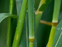 Und so sehen die Knoten der intakten, stehenden Halme aus. : Kornkreis Warminster Wiltshire