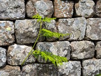 Am Hadrians Wall. : Devils Pulpit, Sycamore Gap, Vindolanad