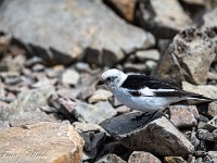 Bei einer Pause im Abstieg (auf dem Gipfel war es zu kalt und zu windig dazu) besucht mich ein schwarz-weisser Vogel, dessen Namen ich noch nicht herausgefunden habe. : Ben Nevis