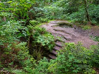 Dunino Den. : Dunino Den, Fort William, Forth Bridge, St. Andrews