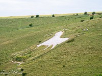 ... das Alton Barnes White Horse. Es wurde 1812 aus dem Hügel herausgekratzt, so dass der weisse Kreidefelsen unter der Grasnarbe sichtbar wird. : Avebury, White Horse Alton Barnes