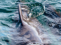 Würdevoll ziehen die Tiere ihre Bahnen um das Boot. Deutlich ist das Atmen der Tiere zu hören, wie sie Luft ausblasen und wieder einsaugen. : Island