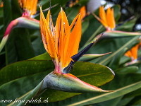 Durch das milde Klima wachsen ganzjährig Blumen (wie die Strelitzie), welche wir bei uns nur als Zimmerpflanzen kennen. So ist Madeira auch bekannt als Blumeninsel (mit entsprechenden Blumen-Festen im Mai und im Sommer). : Madeira