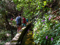 Durch üppige Vegetation führt der Pfad ganz leicht aufwärts der Levada entlang. An schmalen und ausgesetzten Stellen ist immer ein Drahtgeländer vorhanden. : Madeira