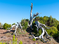 Auch Madeira wird von gelegentlichen Waldbränden nicht verschont. : Madeira