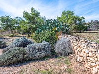 Flora auf Gozo. : Malta 2025