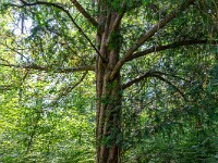 Wer hat diesen Baum verdreht? : Megalithweg, Solothurn, Verena-Schlucht