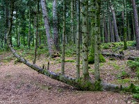 2025-08-23 24 Mont Sainte-Odile 800  FUL3138 : Mont Sainte-Odile