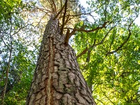 2025-08-23 24 Mont Sainte-Odile 800  FUL3235 : Mont Sainte-Odile
