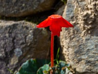 Zwischen den Mauern wächst eine spezielle Blume, die Begonia. : Machu Picchu