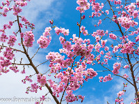 Frühling auch in Schottland : Schottland England 2015