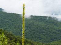 Auf der Hinfahrt von Washington her regnete es teilweise in Strömen. Doch kurz nachdem wir den Skyline Drive bei der Thornton Gap Entrance Station erreicht haben, klart das Wetter etwas auf. Die Wetter-Stimmung ist einmalig. : Shenandoah