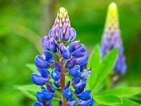 Lupinen im Val Morteratsch. : Engadin