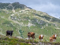 Mutterkühe im Val Bernina. : Engadin