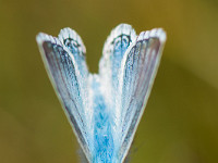 Schau mir in die Augen... Wenn schon keine Blumen, dann dafür umso mehr Schmetterlinge: Dieses Prachtsexemplar eines Bläulings hockte sicher 10 Minuten auf diesem Grashalm und posierte für uns Fotografen - danke! : Matterhorn, Zermatt