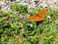 Grosser Perlmutterfalter beim Golzernsee im Maderanertal. : Grosser Perlmutterfalter, Perlmutterfalter, Schmetterling, orange