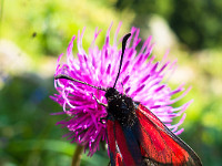 Bibernell-Widderchen. : Bibernell-Widderchen, Schmetterling, rot