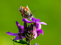 Aurorafalter in unserem Garten. : Aurorafalter, Schmetterling