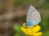 Rotklee-Bläuling : Schmetterling