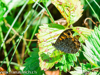 Mauerfuchs oder Braunauge : Schmetterling