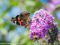 Die Flügelunterseiten des Admirals weisen eine wunderschöne Zeichnung auf : Schmetterling