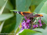 Die Flügeloberseite des Admirals ziert ein grosser, oranger Kreis : Schmetterling