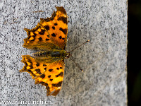 C-Falter in seiner ganzen Pracht : Schmetterling