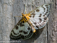 Brennesselzünsler : Schmetterling Garten