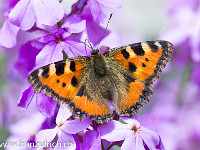 Kleiner Fuchs : Schmetterling Kleiner Fuchs Kohlweissling