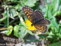 Silber-Scheckenfalter : Schmetterling Silber-Scheckenfalter