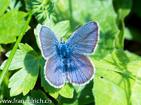 Ein wunderschöner Bläuling : Schmetterling Bläuling