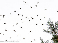 Vogelzug - ab in den Süden? : Vogelschwarm, Vogelzug