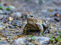 Frosch oder Kröte - das ist hier die Frage : Campo Tencia