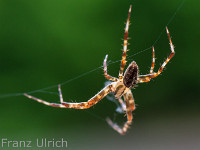 Spinne : Spinne