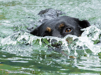 Seehund : Gordevio Tessin 2014