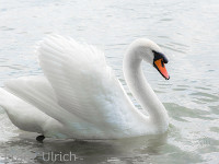 Ein Schwan, so weiss wie Schnee...