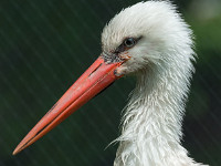 Storch : Tierpark Goldau 2013