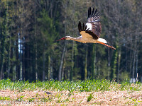 Jetzt sind tatsächlich Störche im Oberebersol gelandet. Ob sie bleiben? : Storch, fliegen